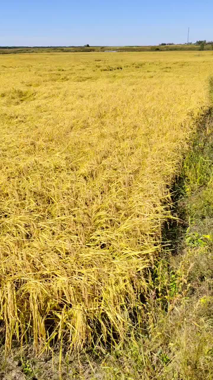 稻谷价格