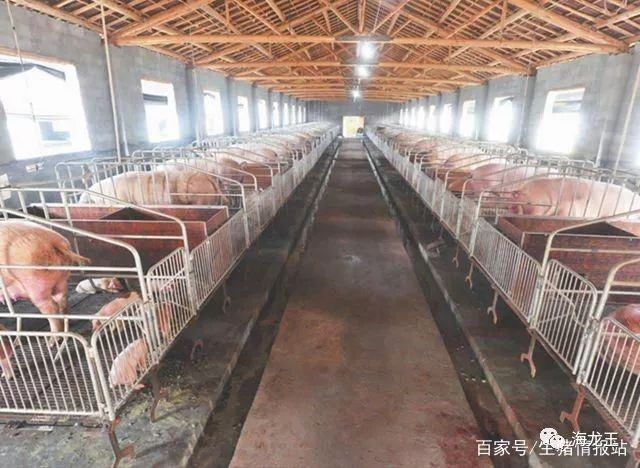 养猪场转让最新动态，时代变迁与行业重塑的影响