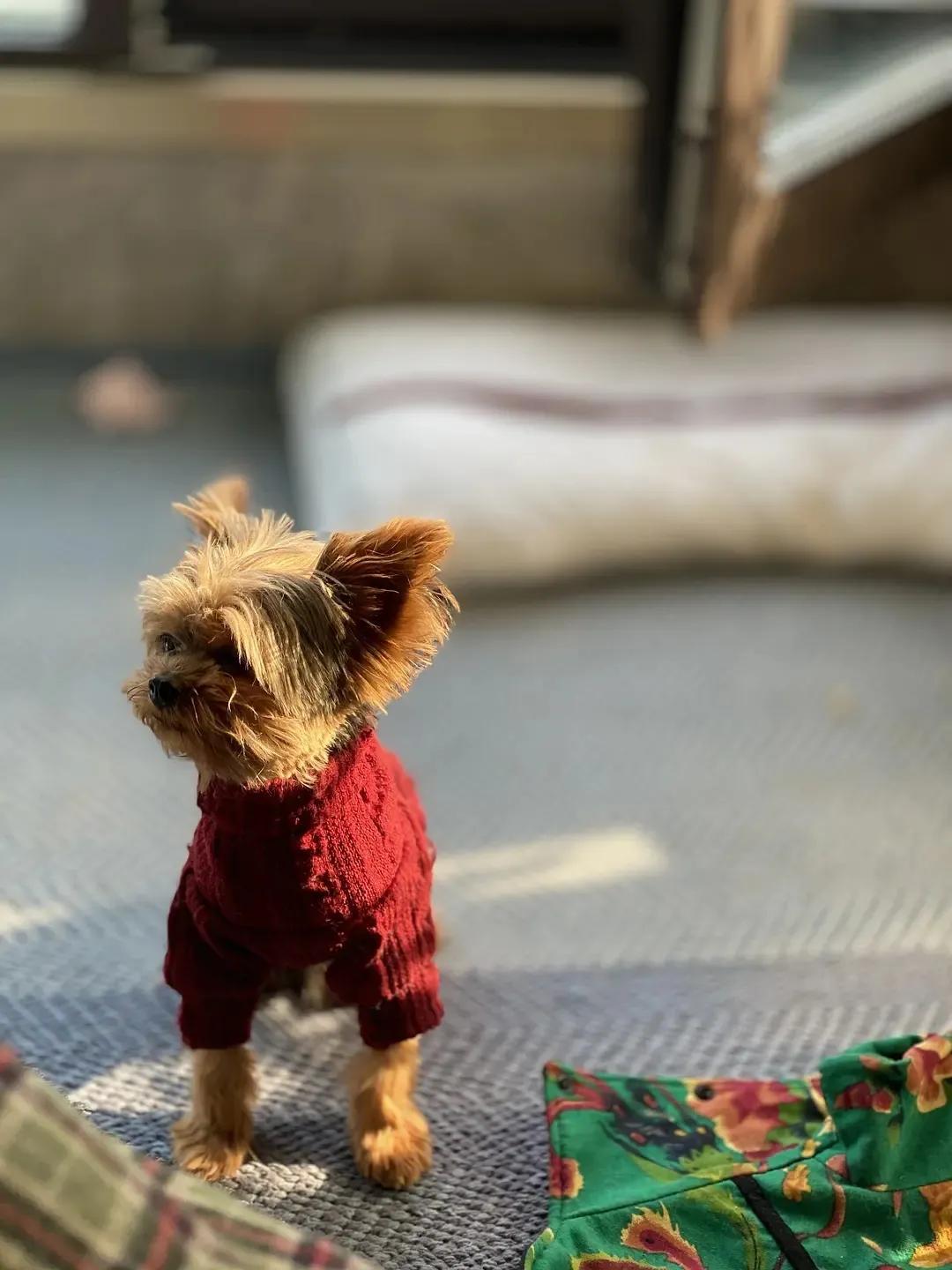 我的最新宠物，爱与陪伴的温馨时光🐾
