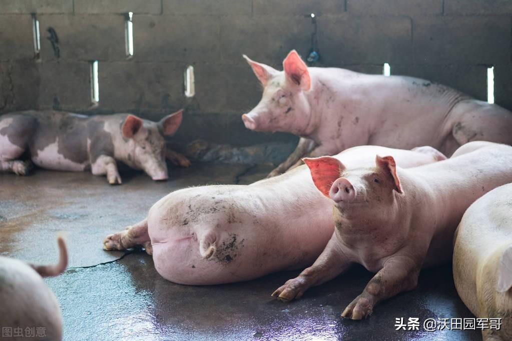 湖南猪价最新行情全面指南