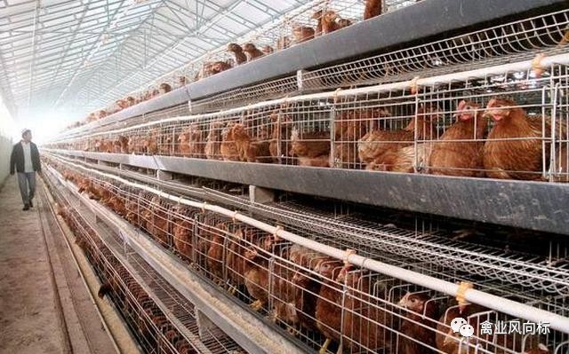 科技引领养鸡新时代，最新病鸡网行情概览