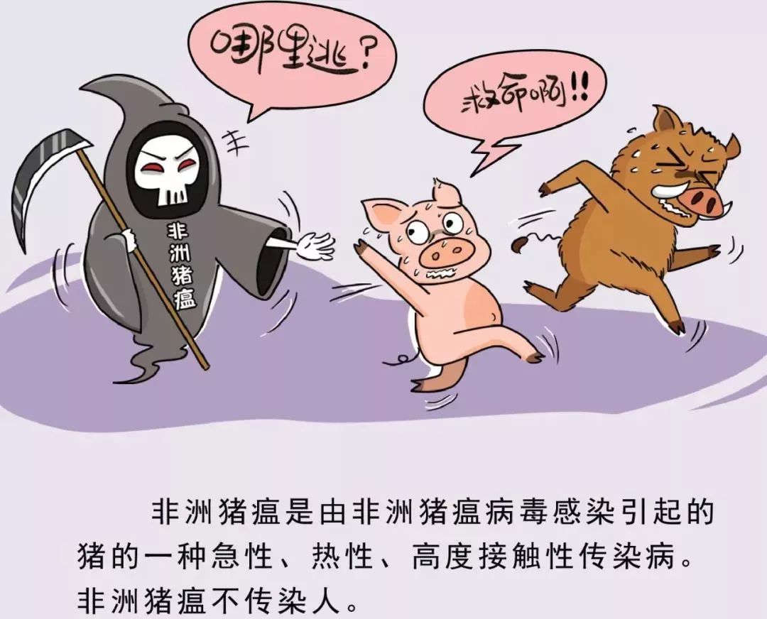 非洲猪瘟最新全面消息汇总