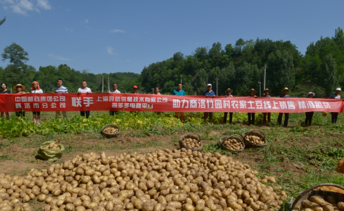 最新土豆种植技术揭秘，小巷深处的农业创新之道