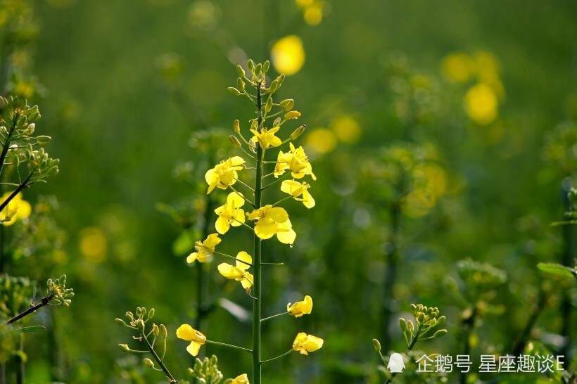 最新露点电影，文化现象的深度探讨与反思
