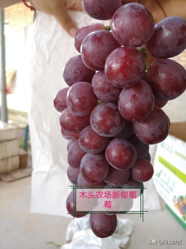 蒲城新闻网科技新品引领未来生活新潮流重磅发布