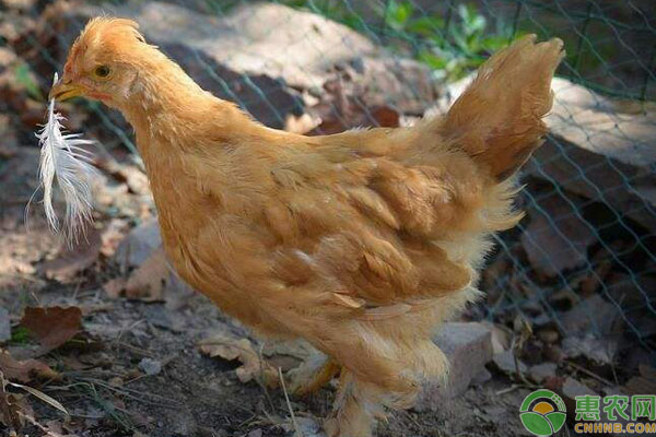 肉毛鸡最新行情分析与价格观点论述