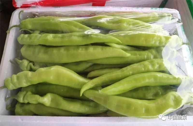 青椒价格最新行情走势分析🌶️📊