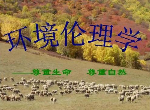 最新热门伦理片，探索自然美景的伦理之旅与启示